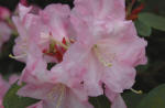 Rhododendron ' Brocade'